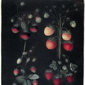 Varieties of strawberry, including the Hoboy, the Chili strawberry, the Scarlet Alpine, and the Scarlet-Flesh Pine. Aquatint, 1812, by George Brookshaw
