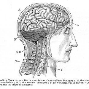 Side view of the brain and spinal cord: wood engraving, 19th century