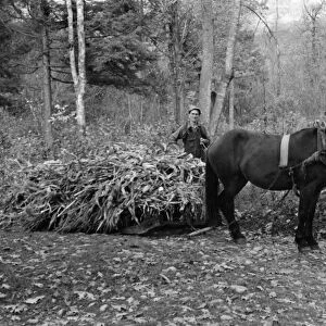 VIRGINIA: CORN, 1935. A man hauling a load of cornstalks in Shenandoah National Park, Virginia