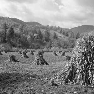 VIRGINIA: FARMLAND, 1935. Cornfields after a harvest in Shenandoah National Park, Virginia