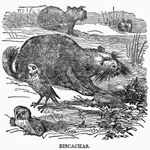 VISCACHA, 1868. Viscachas, rodents native to Argentina. Wood engraving, American, 1868