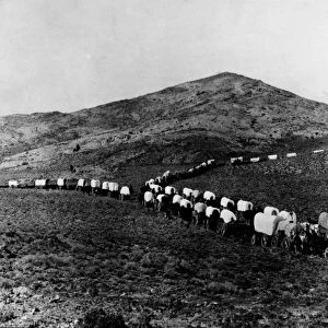 WAGON TRAIN. Film still from The Covered Wagon, 1923