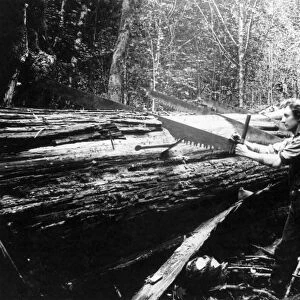 WASHINGTON: LUMBERING, c1899. Lumberjacks cutting shingle bolts in the Cascade Mountains