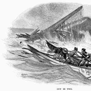 WHALING: ACCIDENT. A whale cutting a whaleboat in two. Wood engraving, American, c1870s