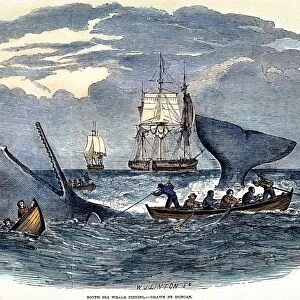 WHALING IN SOUTH PACIFIC. Whalers capturing a sperm whale in the South Pacific: engraving, 1847