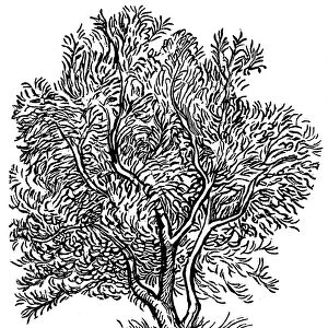 WILD OLIVE TREE. Olea africana. Woodcut by Aristide Maillol, c1909, for Vergils Georgics