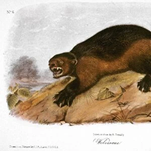 WOLVERINE. Lithograph, 1846, after a painting by John James Audubon
