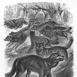 WOLVES. Wood engraving, 19th century