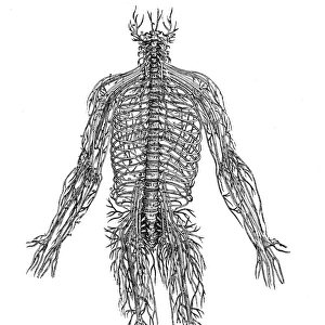 Woodcut from the fourth book of Andreas Vesalius De Humani Corporis Fabrica, published in 1543 at Basel, Switzerland