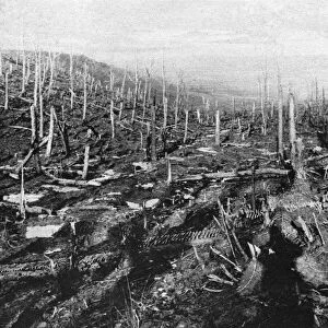 WORLD WAR I: VERDUN. Barren tree trunks following the bombardment at Verdun, France