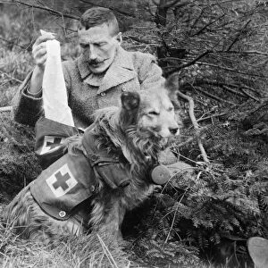 WWI: RED CROSS DOGS, c1915. A man getting bandages from the pack of a Red Cross