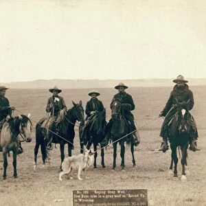 WYOMING: COWBOYS, 1887. Roping gray wolf. Cowboys take in a gray wolf on Round Up