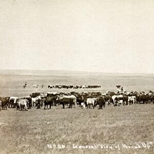 WYOMING: ROUND UP, c1890. Round up of cattle on a range in Cheyenne, Wyoming