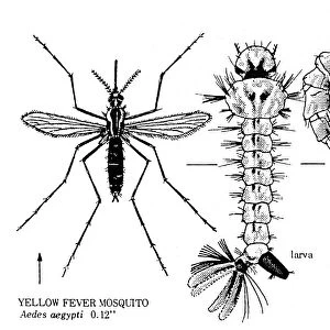 YELLOW FEVER MOSQUITO (Aedes aegypti)