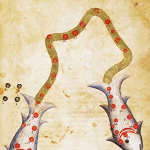 ZODIAC: PISCES, c1350. Manuscript illumination, Polish, mid-14th century, for Al-Sufis Book of Fixed Stars written in Arabic, c964