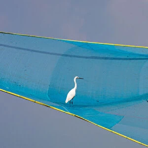 An egret in a fishing net at Fort Kochi in Kerala, India