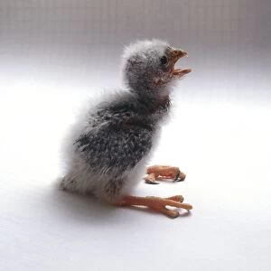 14-day-old African pygmy falcon chick (Polihierax semitorquatus), calling, side view