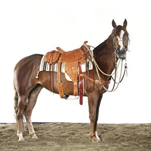 A 6-year-old, fully saddled Quarter Horse, side view