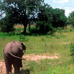 Africa. Zambia. Luangwa Valley. Elephants