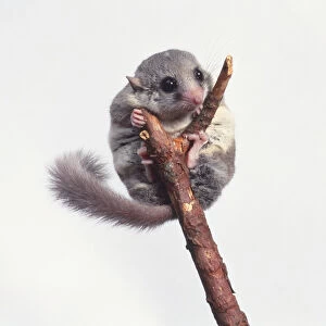 African Dormouse (Graphiurus sp. ) clining to top end of a branch