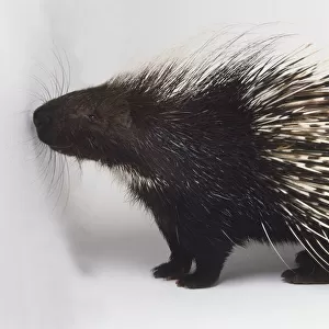 African Porcupine (Hystrix cristata), standing, side view