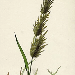 Agrostis alba; Marsh Bent-grass