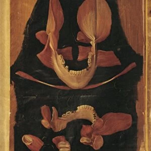Anatomy of the mouth by Hieronymus Fabricius ab Aquapendente, anatomical plate