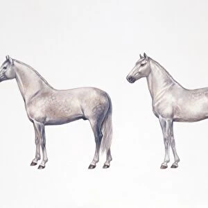 Andalusian horse and lusitano horse (Equus caballus), illustration