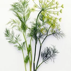 Anethum graveolens (Dill), flowers and leaves, close-up