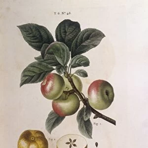 Apple tree (Malus communis), Henry Louis Duhamel du Monceau, botanical plate by Pancrace Bessa