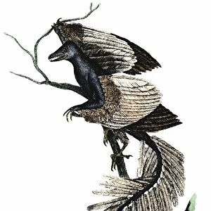 Archaeopteryx - The First Bird. Artists reconstruction of archaeopteryx which