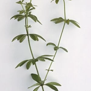 Asperula odorata, syn. Galium odoratum (Sweet woodruff) sprigs