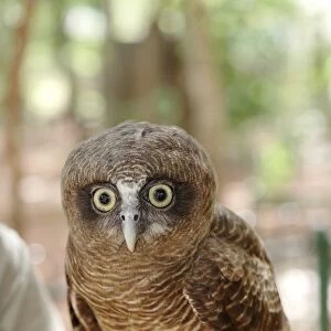 Australia, territory wildlife park, owl