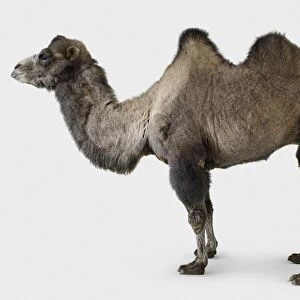 Bactrian camel- camelus bactrianus