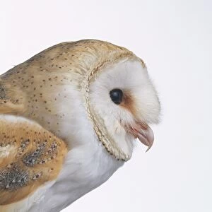 Barn owl (Tyto alba), close-up, side view