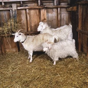 Billy goat, nanny goat, and kid