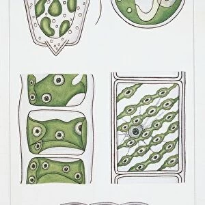 Biology, Various forms of Chloroplasts