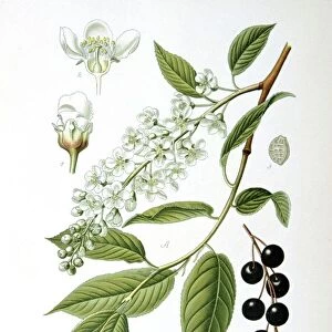 Bird Cherry (Cerasus padus or Prunus padus) deciduous large shrub or small tree