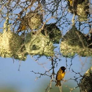 Birds Aerie. Africa. Zambia