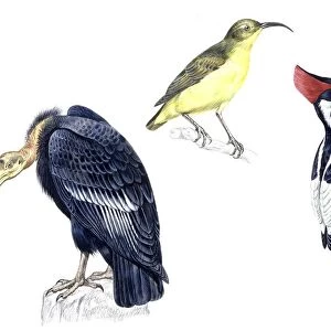 Birds: California Condor, (Gymnogyps californianus), Yellow-Bellied Sunbird-Asity, (Neodrepanis hypoxantha) and Imperial Woodpecker (Piciformes, Campephilus imperialis) - critically endangered, illustration