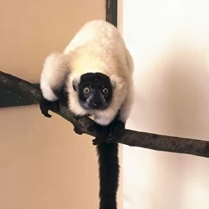 Black-and-white Ruffed Lemur, Varecia variegata, white body with black feet and face, sitting on branch, long black tail hanging down, looking at camera, front view
