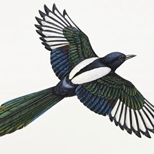 Black-billed Magpie, Picca pica, flying