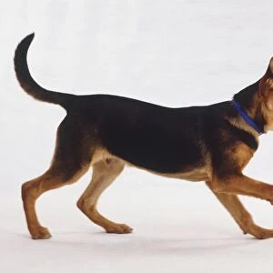 Black and brown dog walking with its mouth open and tail pointing up, side view