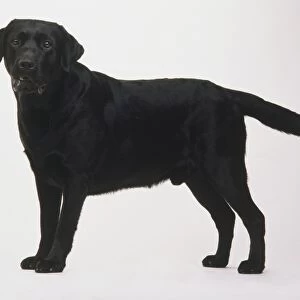 Black Labrador Retriever (Canis familiaris) standing, head turned towards camera, side view