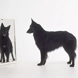 Black long-haired German Shepherd dog looking face to face at reflection in mirror