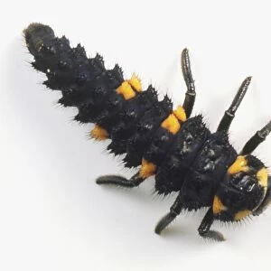 Black and orange Ladybird larva with six legs