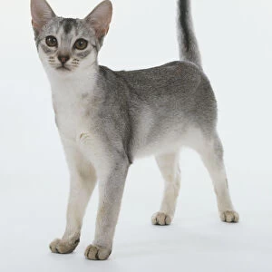Black-silver Abyssinian Cat (Felis catus) standing with raised tail, front view