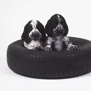 Two black and white Cocker Spaniel puppies (Canis familiaris) in centre of a tyre, one lying down, and the other looking up