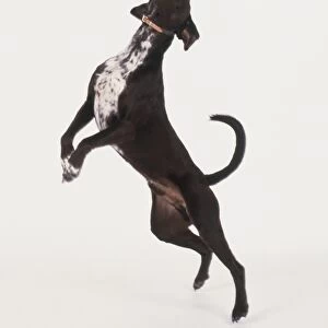 Black and white dog jumping up and catching ball in mouth