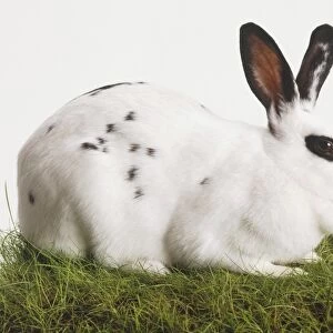 A black and white Domestic Rabbit (Leporidae) standing on grass nibbling, side view